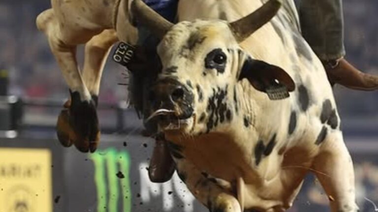 UFC president Dana White’s bull Twisted Steel has passed away